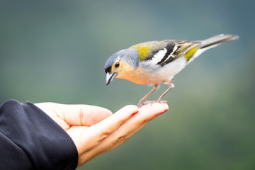 Nahaufnahme eines Madeira Buchfink (Fringilla coelebs maderensis)