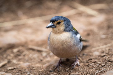 Obraz premium Nahaufnahme eines Madeira Buchfink (Fringilla coelebs maderensis)