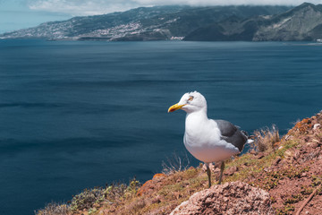 Nahaufnahme einer Möwe (Laridae) mit Meer und Insel im Hintergrund