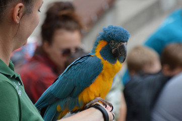 Trainer holding a parrot
