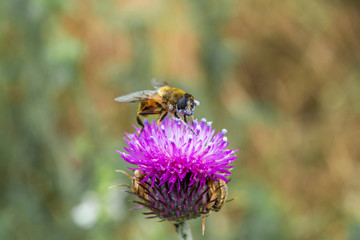 Bee collecting nectar