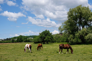 Naklejka na ściany i meble Horses grazing in a filed with a blue sky and fluffy clouds-1