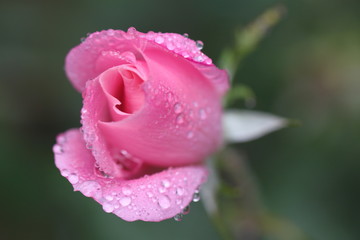 pink rose with drops of water