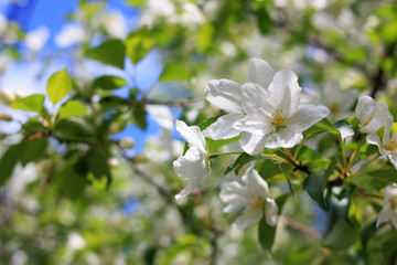 Flowers on a branch of an apple tree