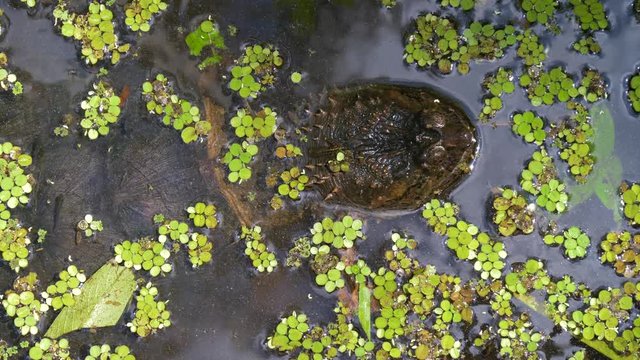 Snapping Turtle in swamp of Florida jungle. Snapping Turtle (Chelydra serpentina) monstrous head rising from water closeup. Florida, USA. Close up of a Snapping Turtle poking its head out of water.