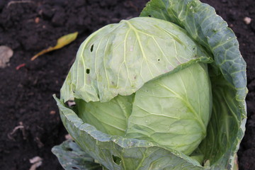 cabbage