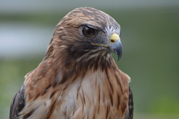 Red Tail Hawk