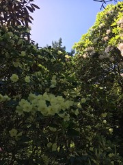 rhododendrons