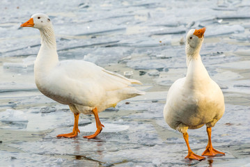 geese on a frozen lake