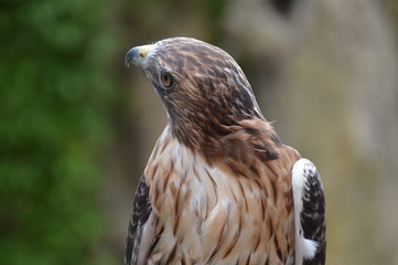Red Tail Hawk