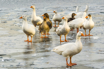 geese on a frozen lake
