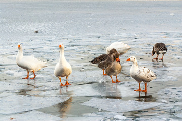 geese on a frozen lake