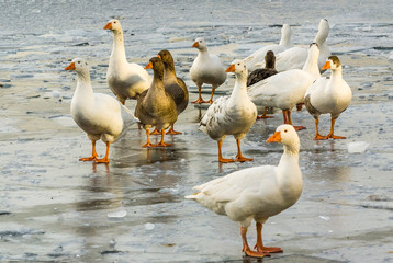 geese on a frozen lake
