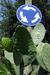 Marked circular current. The traffic sign is on the pillar above the cactus.  Thorny cactus leaves suggest a possibility. Round leaves resemble the roundabout. 
