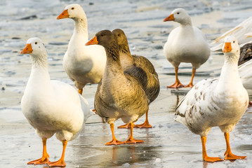 geese on a frozen lake