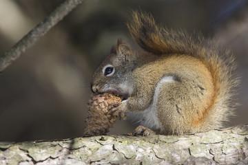 Naklejka na ściany i meble American red squirrel (Tamiasciurus hudsonicus) 