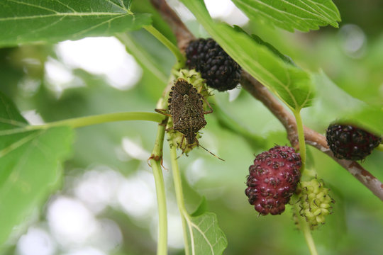 Marmorated stink bugs on a black mulberry fruit on tree. Halyomorpha halys