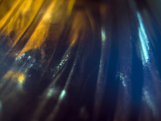 butterfly wings under the microscope