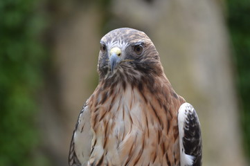 Red Tail Hawk