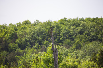 Awesome Forest Views