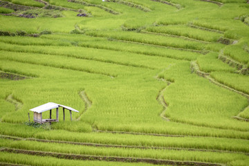 Beautiful step of rice terrace paddle field at Chiangmai, Thailand. Chiangmai is beautiful in nature place in Thailand, Southeast Asia. Travel concept.
