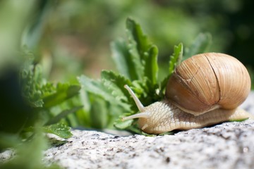 Schnecke am essen