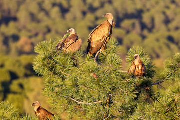 Group of Griffon Vultures (Gyps fulvus) in a treetop in evening light, Sierra Morena, Andalucia, Spain.