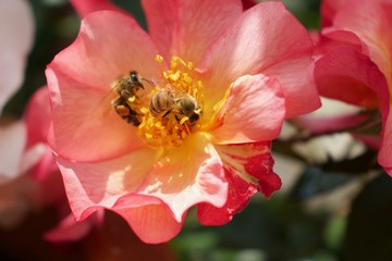Zwei Bienen in der Rose