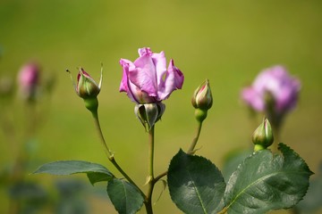 Violet rose in the rose garden