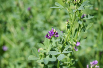 Obraz na płótnie Canvas Purple flower of alfalfa plant in the field. Medicago sativa