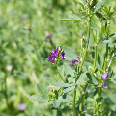 Purple flower of alfalfa plant in the field. Medicago sativa