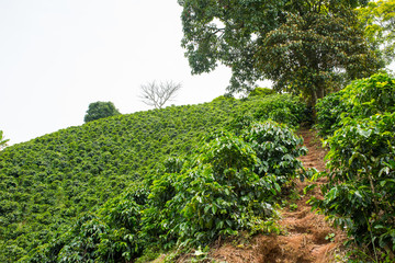 Fototapeta na wymiar Beautiful coffee plantation in Jerico, Colombia in the state of Antioquia.
