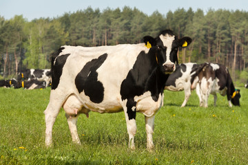 Black white milk cow in green grass on blue-sky background sunny summer day.
