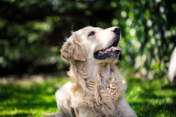 Beautiful, cute golden retriever resting on the grass during lovely sunny day