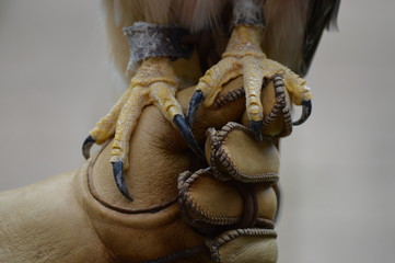 Red tail hawk talons