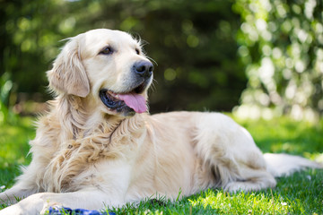 Beautiful, cute golden retriever resting on the grass during lovely sunny day