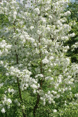 Цветение яблони у дома