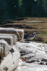 wagtail at the riverside