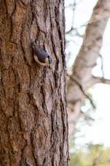 nuthatch perched on a tree
