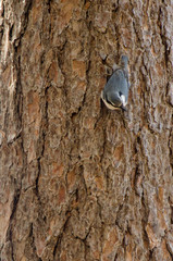 nuthatch perched on a tree
