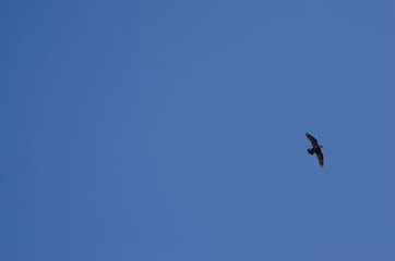 eagle flyies in the sky