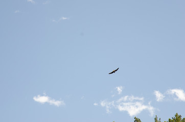 eagle flyies in the sky