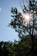 Sun between branches of tree