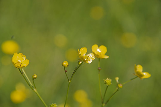 caustic buttercup on a green background