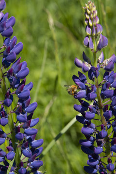 Bumblebee on a lupine - midday sun