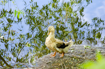 Goose on the shore of the pond