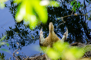 Goose on the shore of the pond