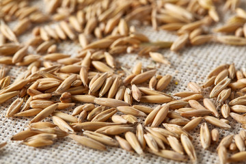 Pile of unpeeled oat grains on homespun tablecloth background, top view, close-up, macro, selective focus.