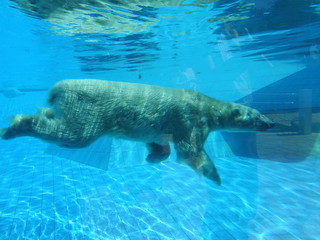 Ours polaire en plongé