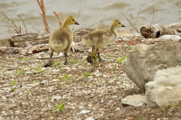 Canada geese and gosslings